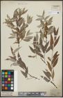 Foto von Salix alba L.